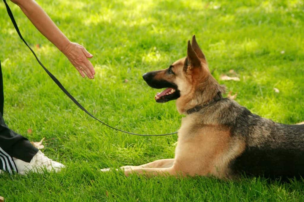 gsd sitting leash