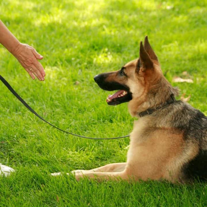 How To Stop Your German Shepherd from Pulling on the Leash – The German ...