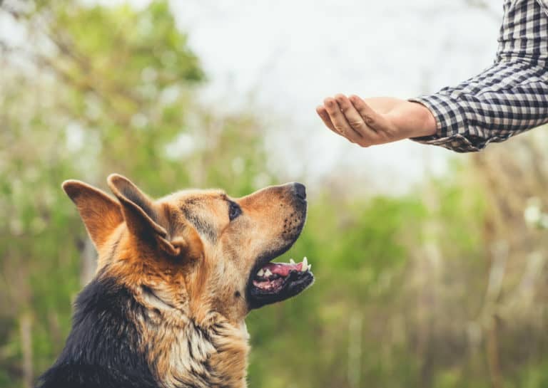 10 Reasons Why German Shepherds Are Great Family Dogs – The German ...