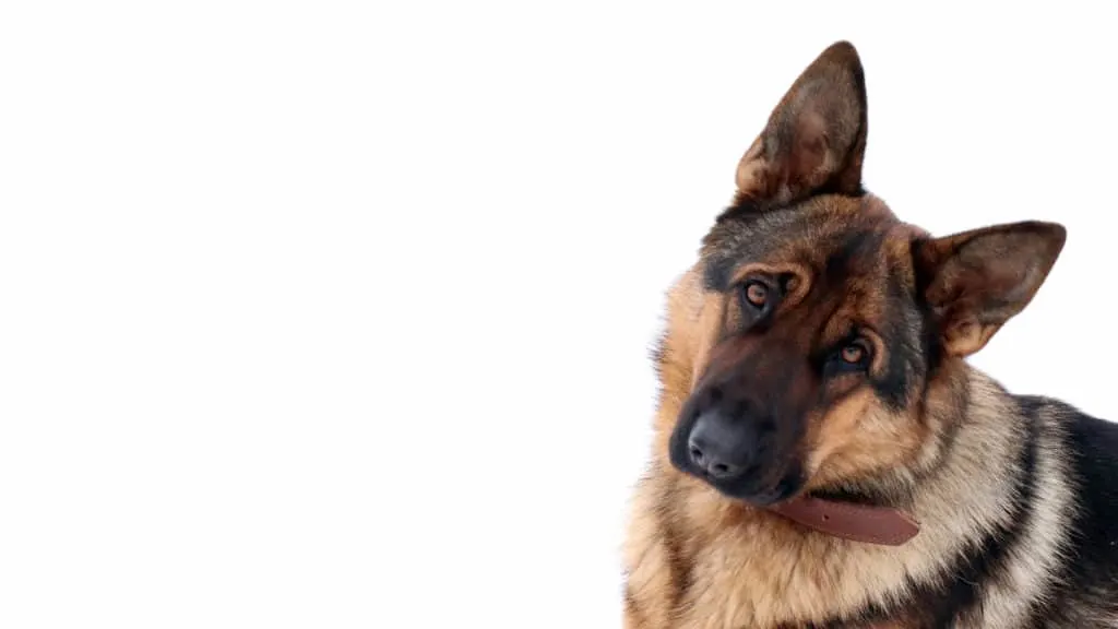 is german shepherd good for apartment