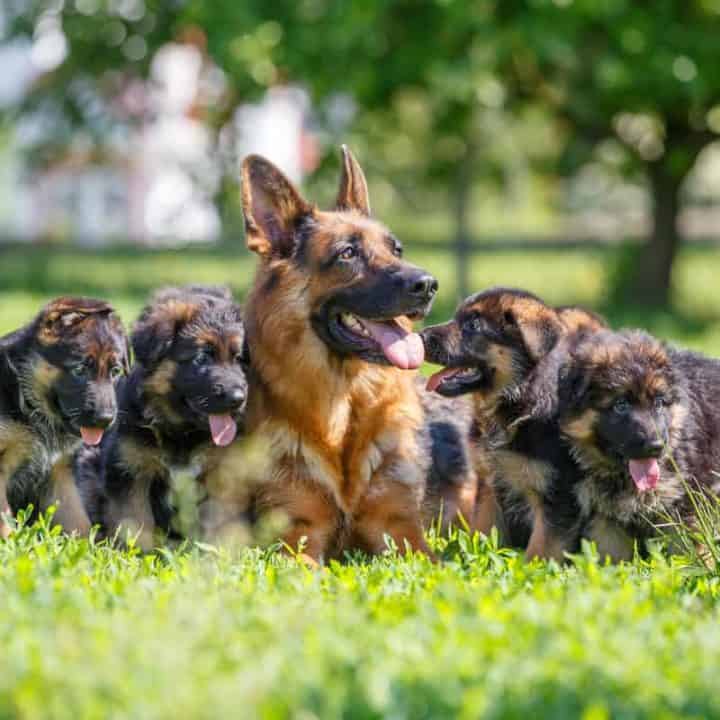 How To Choose The Right German Shepherd Puppy From A Litter The German Shepherder How To Choose The Right German Shepherd Puppy From A Litter The German Shepherder