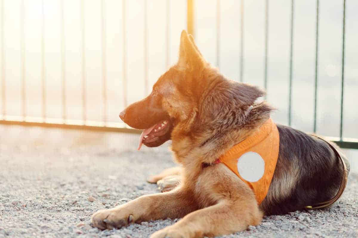 are german shepherds good for disability