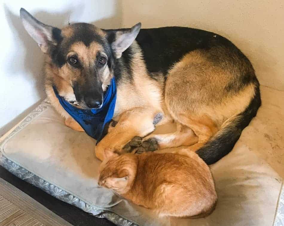 Do German Shepherds Get Along With Cats The German Shepherder Do German Shepherds Get Along With Cats The German Shepherder