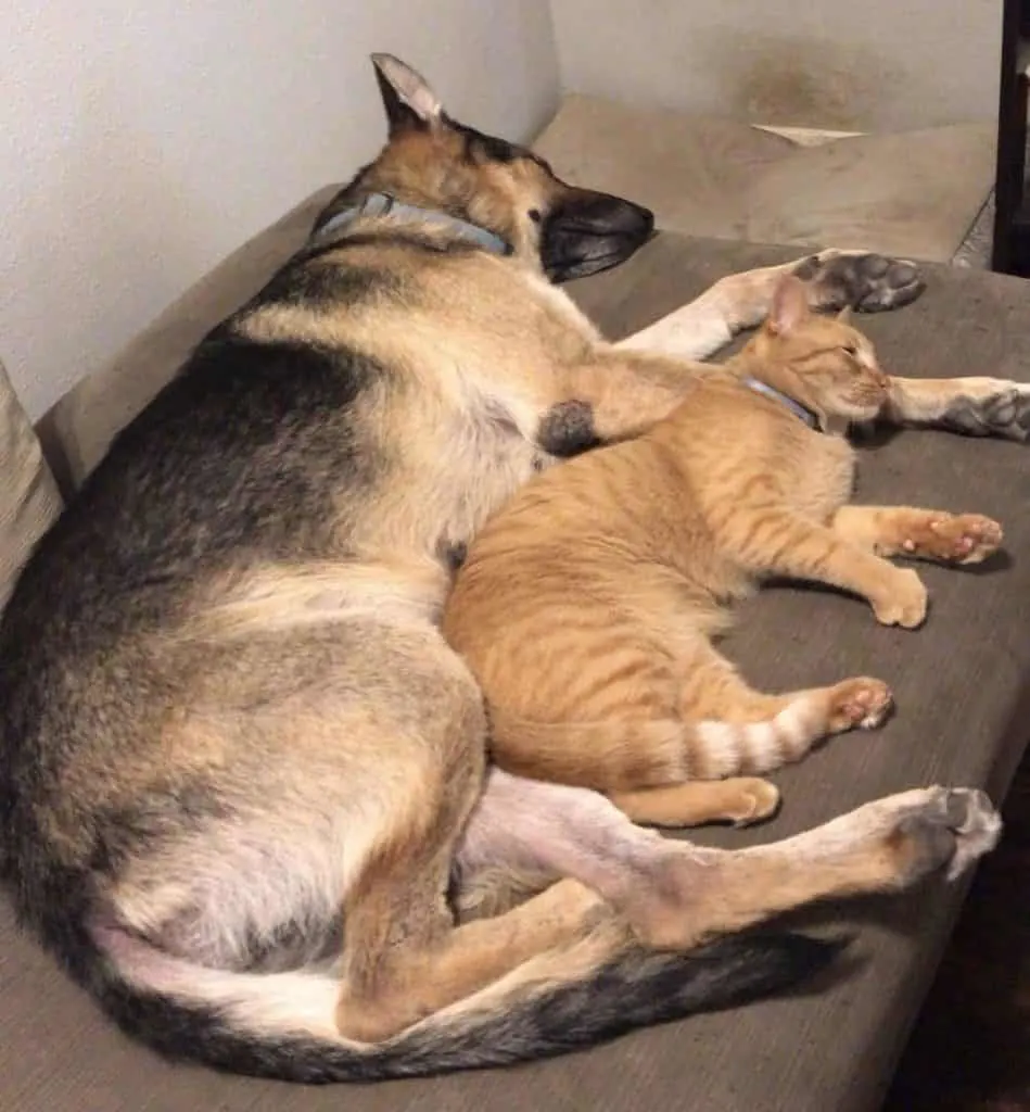 can german shepherds live with cats