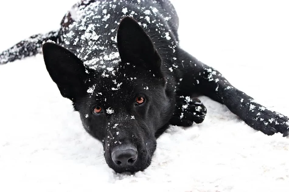 do black dogs get hotter