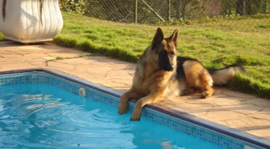 can german shepherd dogs swim