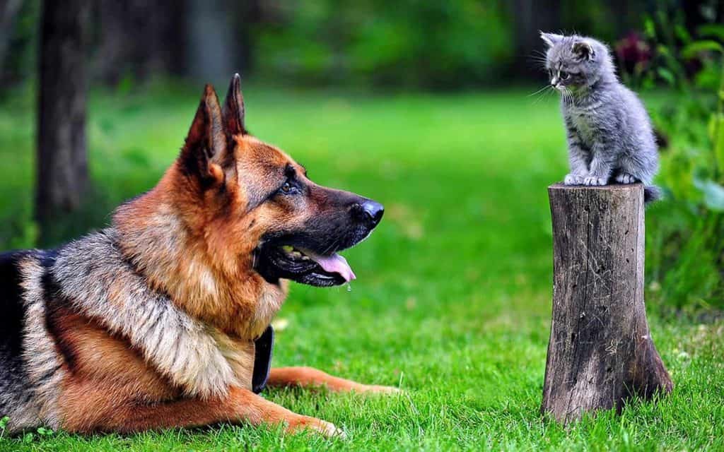 can german shepherds get along with cats