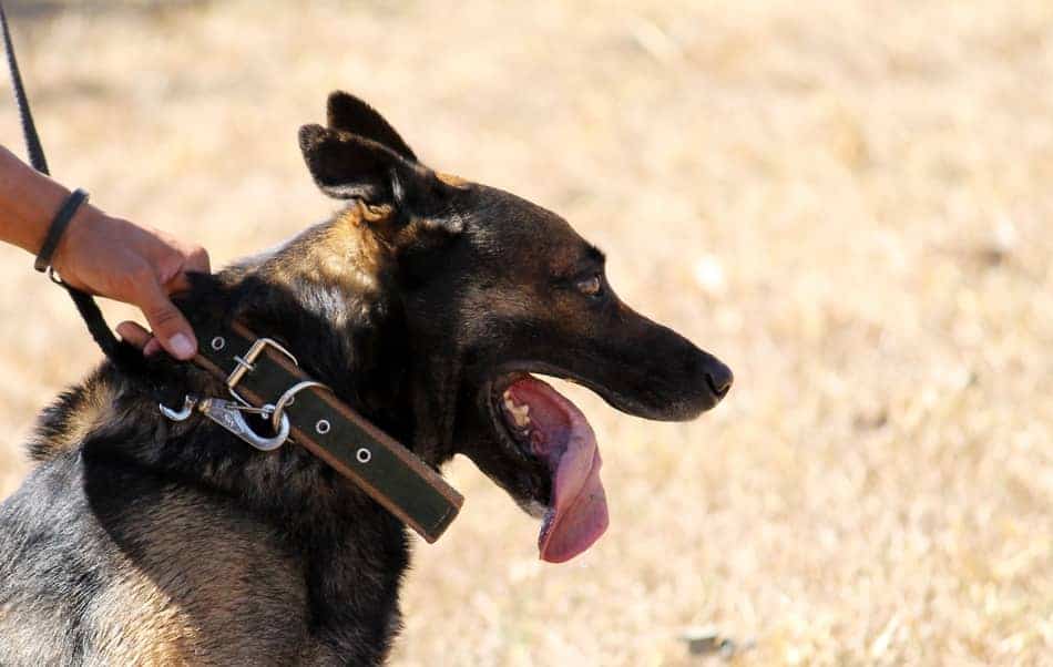 are police dogs trained in german