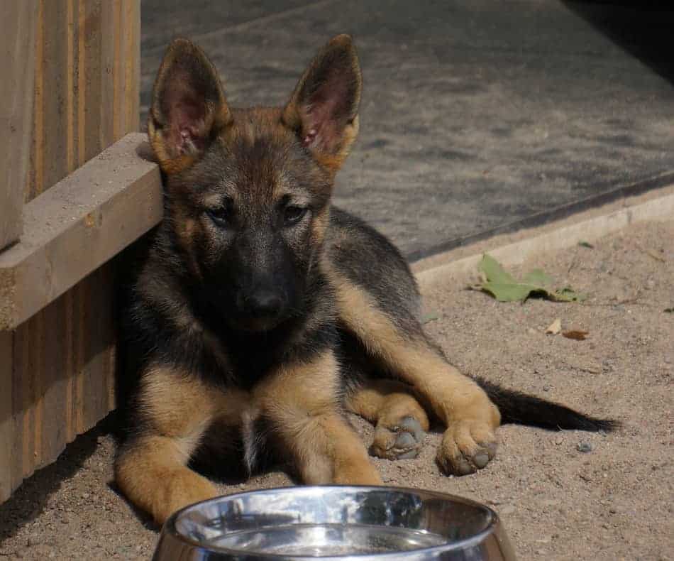 how much german shepherd puppy eat