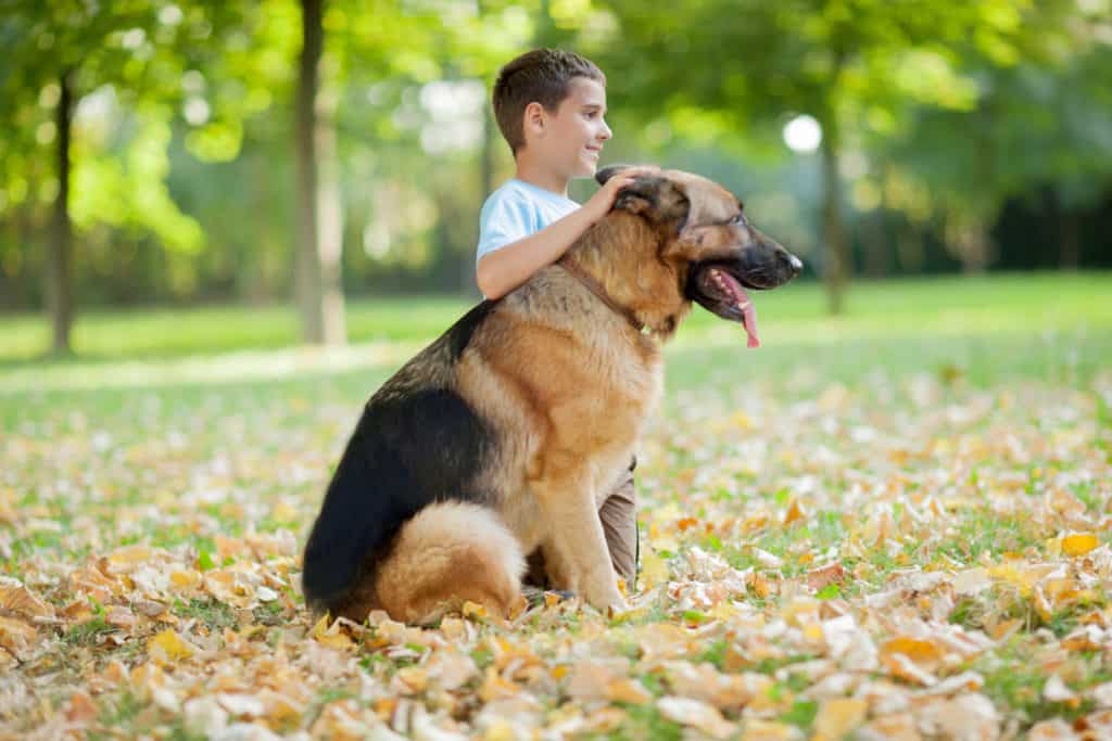 are german shepherds the best service dogs