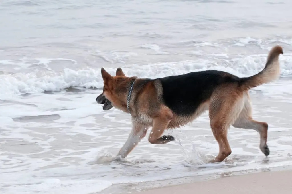 are german shepherds good water dogs