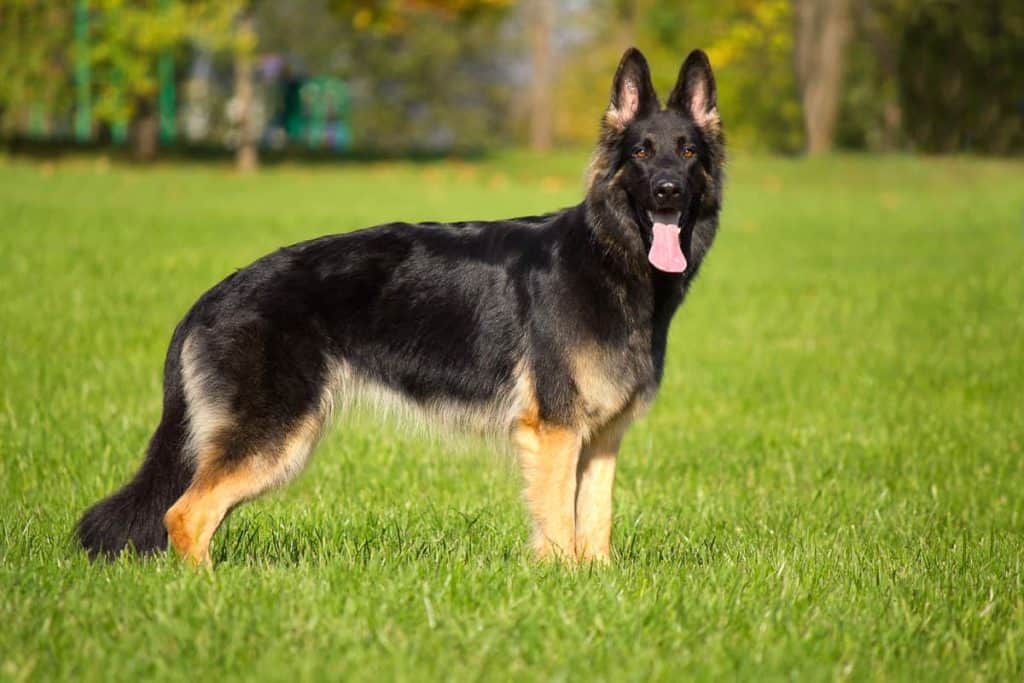 german shepherd nail clippers