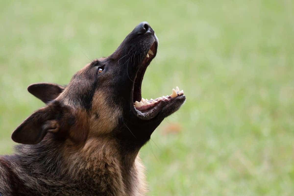 german shepherd aggressive to other dogs