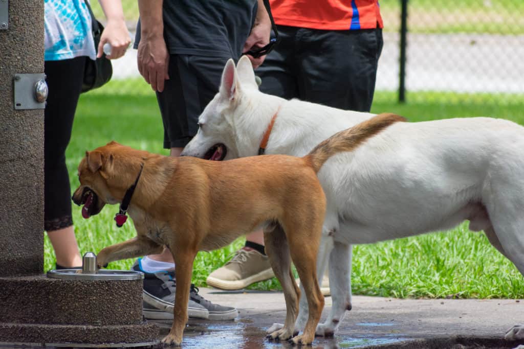 white gsd dog park