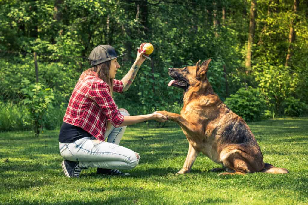 GSD training