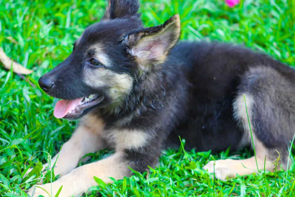 How much should a 3 month old gsd eat