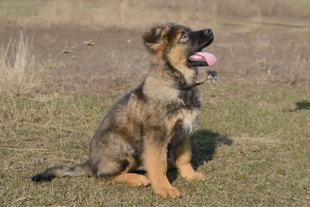 are shepherd mix dogs aggressive