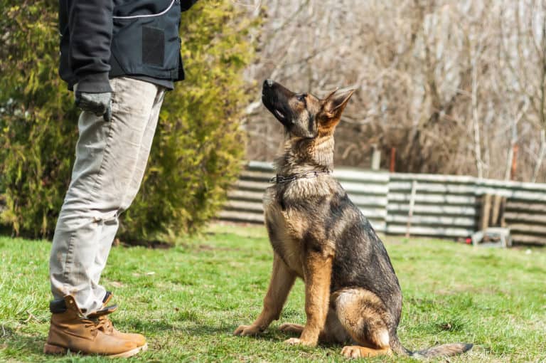 How To Socialize Your German Shepherd - The German Shepherder