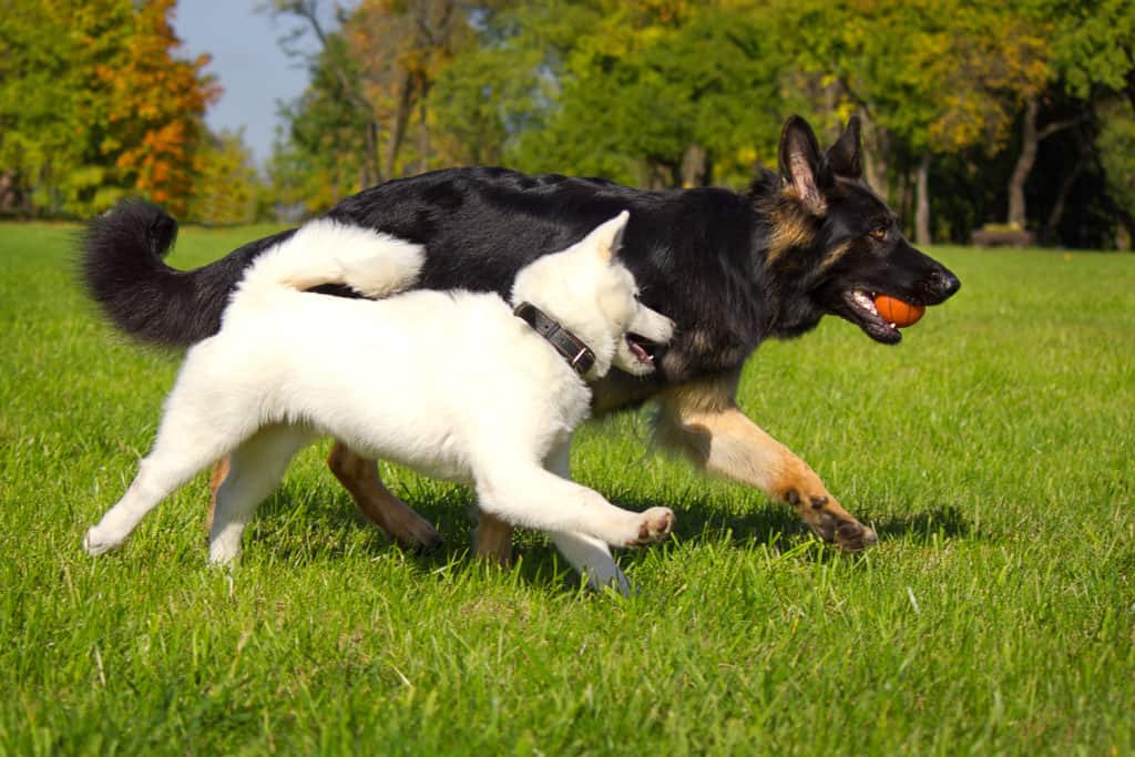 are boy or girl german shepherds better