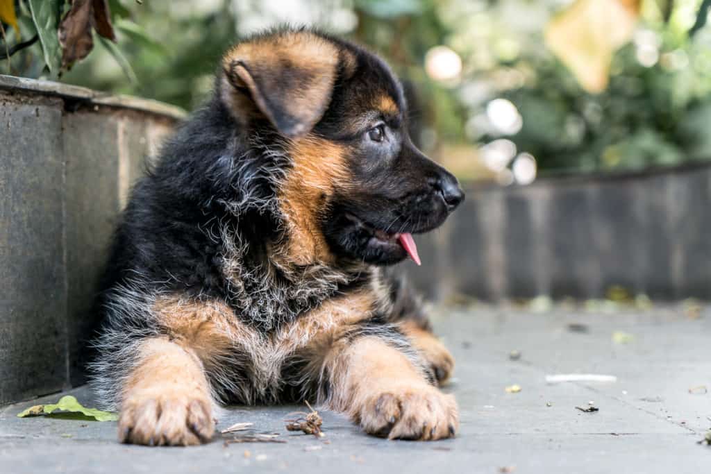 How many times a day should you feed a german shepherd puppy