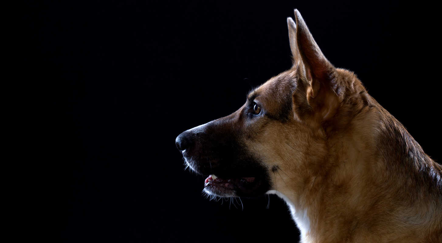 German Shepherd Aggression: Why and What to Do About It – The German ...