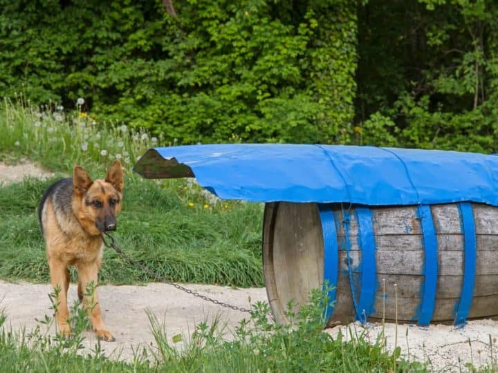 Why Does My German Shepherd Dig Holes In The Yard