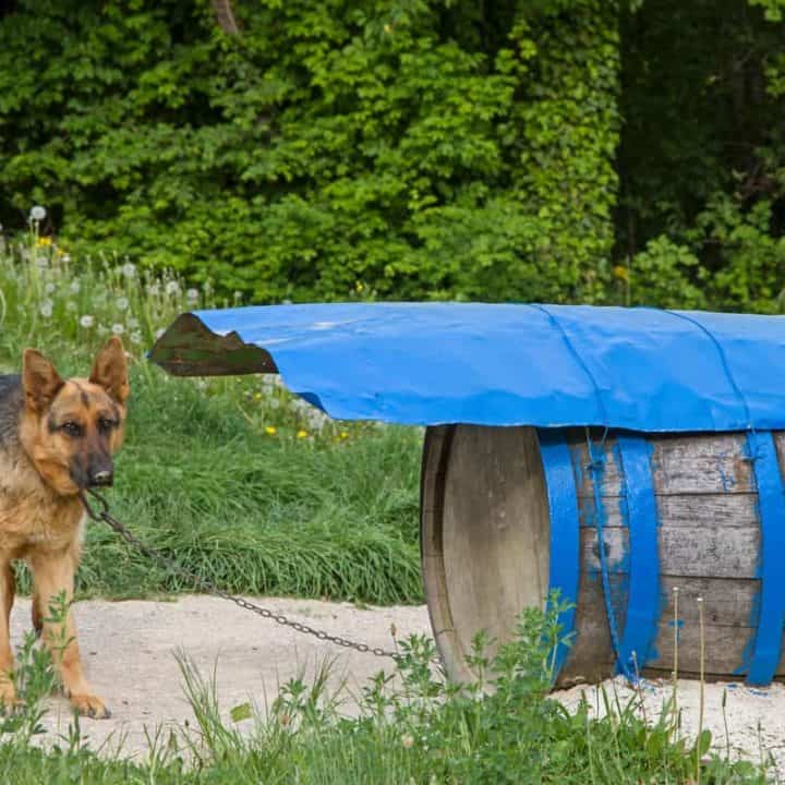 Can You Keep a German Shepherd Outside? The German Shepherder