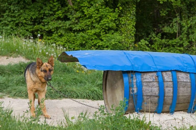 Can You Keep a German Shepherd Outside? The German Shepherder