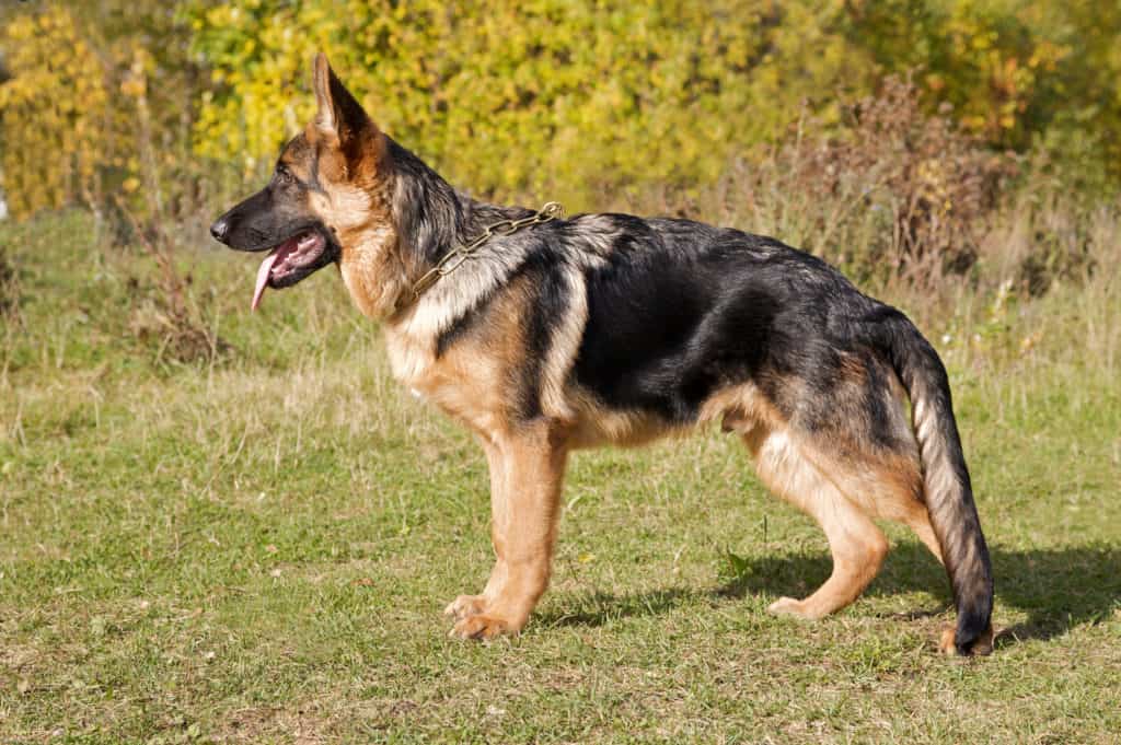 can 6 month old german shepherd can eat chicken leg