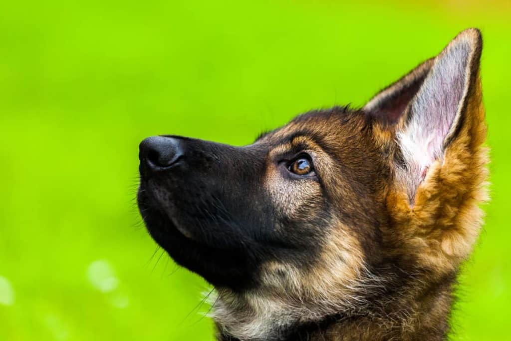 are bananas good for german shepherds