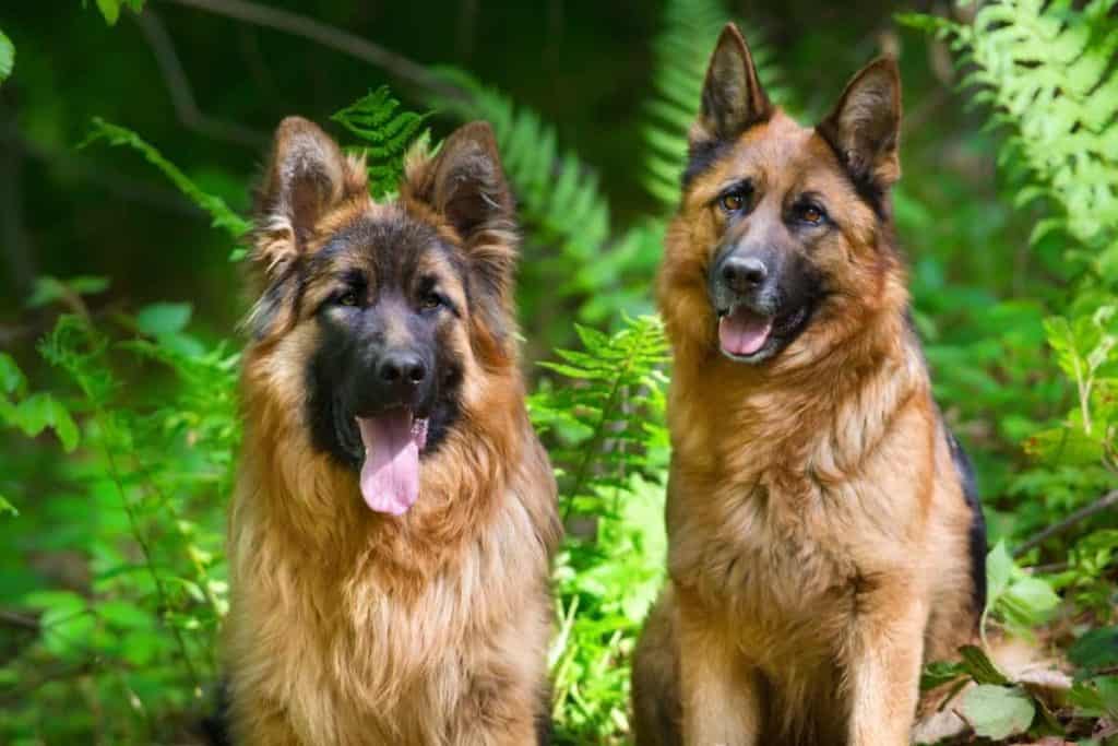 Should You Get A Male Or Female German Shepherd The German Shepherder