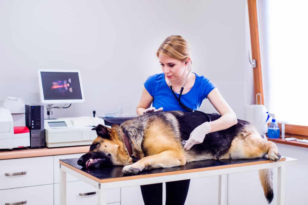 when should you spay a german shepherd