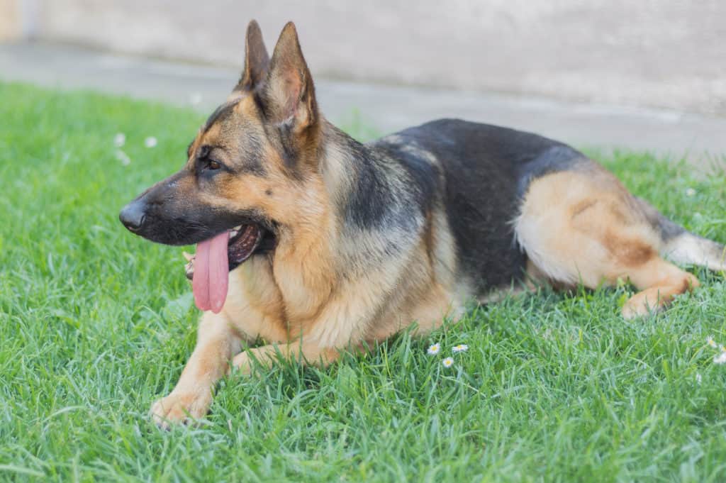 How many cups of food should a 6 month old german shepherd eat