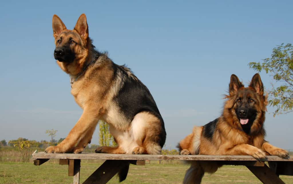 how big can female german shepherds get