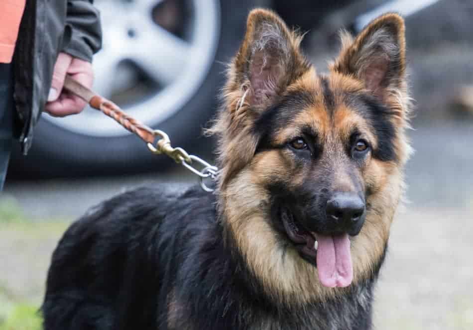 when should you spay a german shepherd