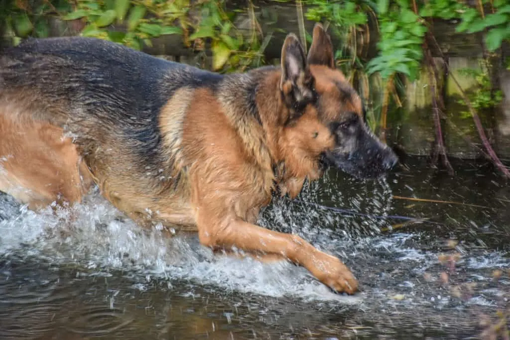 dog in water