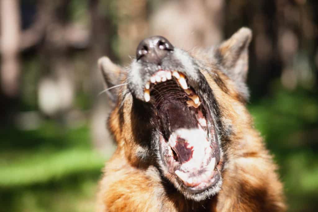 barking german shepherd