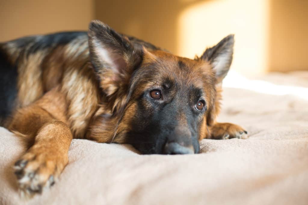 GSD on bed