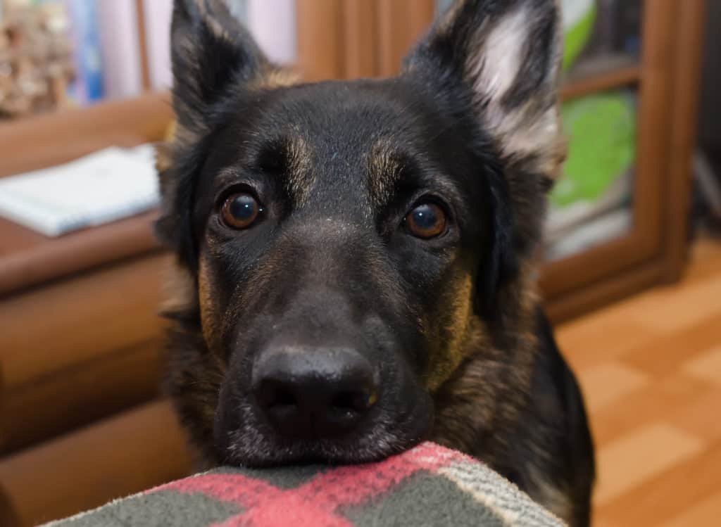 do-german-shepherds-get-depressed-the-german-shepherder