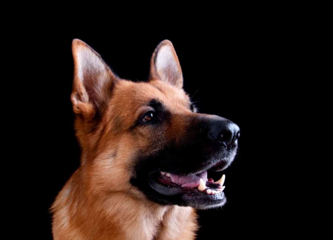 How Long Do German Shepherds Live? A Detailed Guide The German Shepherder