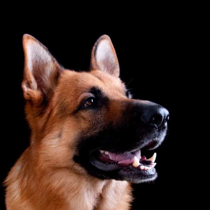 How Long Do German Shepherds Live? A Detailed Guide The German Shepherder