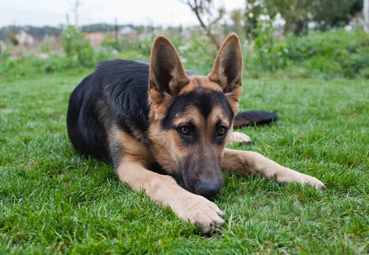 How Long Do German Shepherds Live? A Detailed Guide The German Shepherder