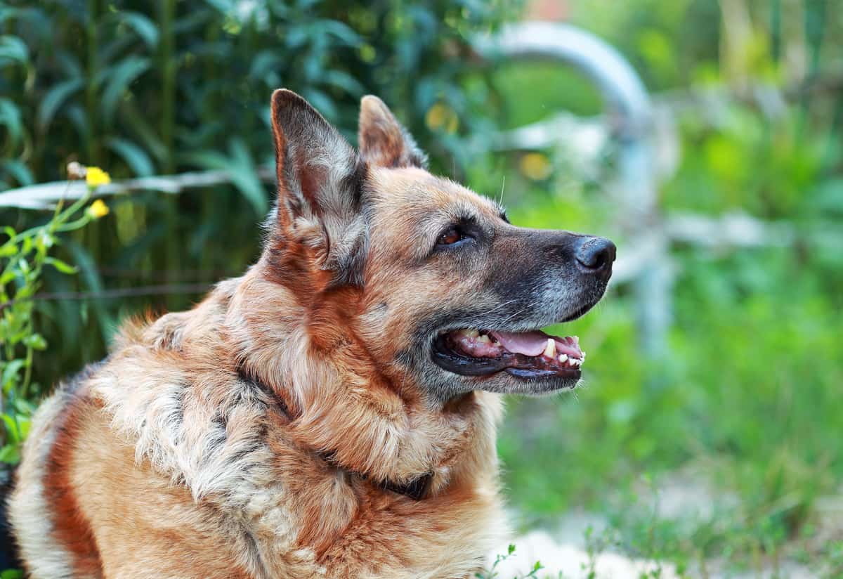 How Long Do German Shepherds Live? A Detailed Guide The German Shepherder