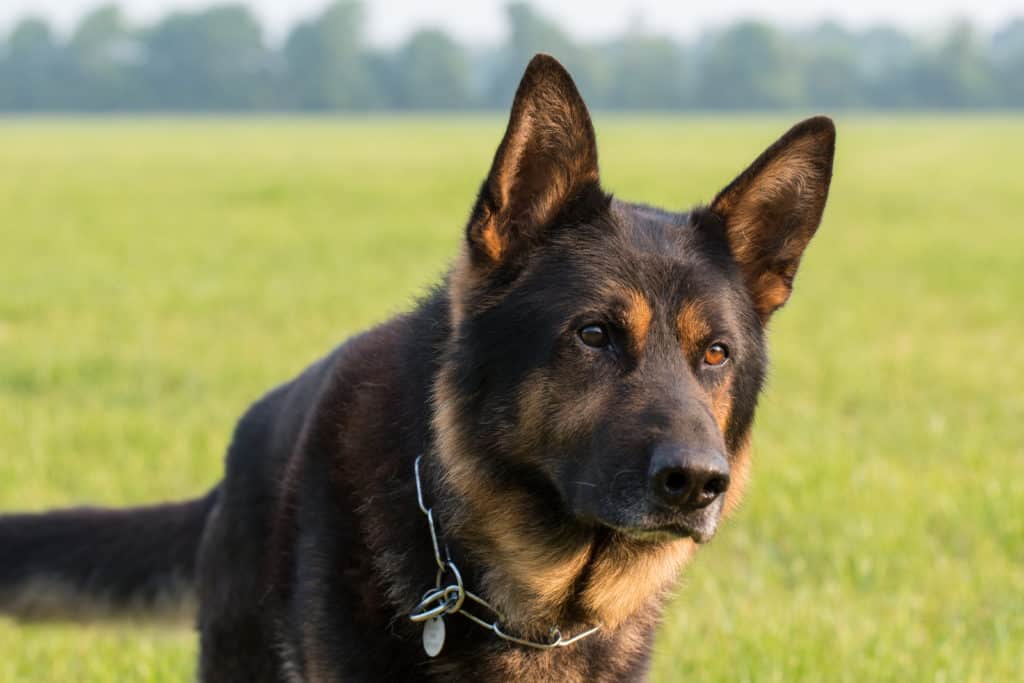 GSD staring eyes