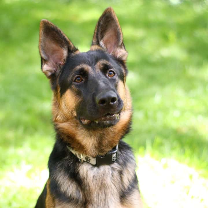 How to Read a German Shepherd’s Body Language – The German Shepherder