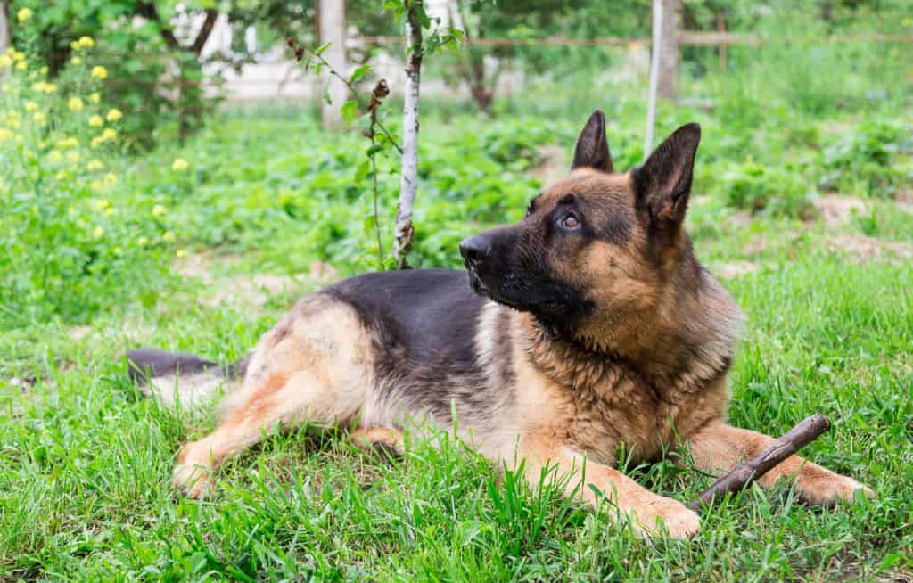 Do German Shepherds Get Cancer? – The German Shepherder