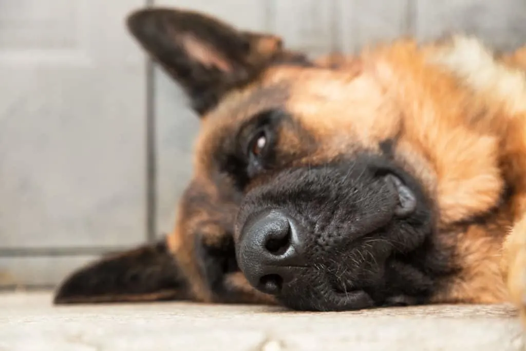 bored looking german shepherd