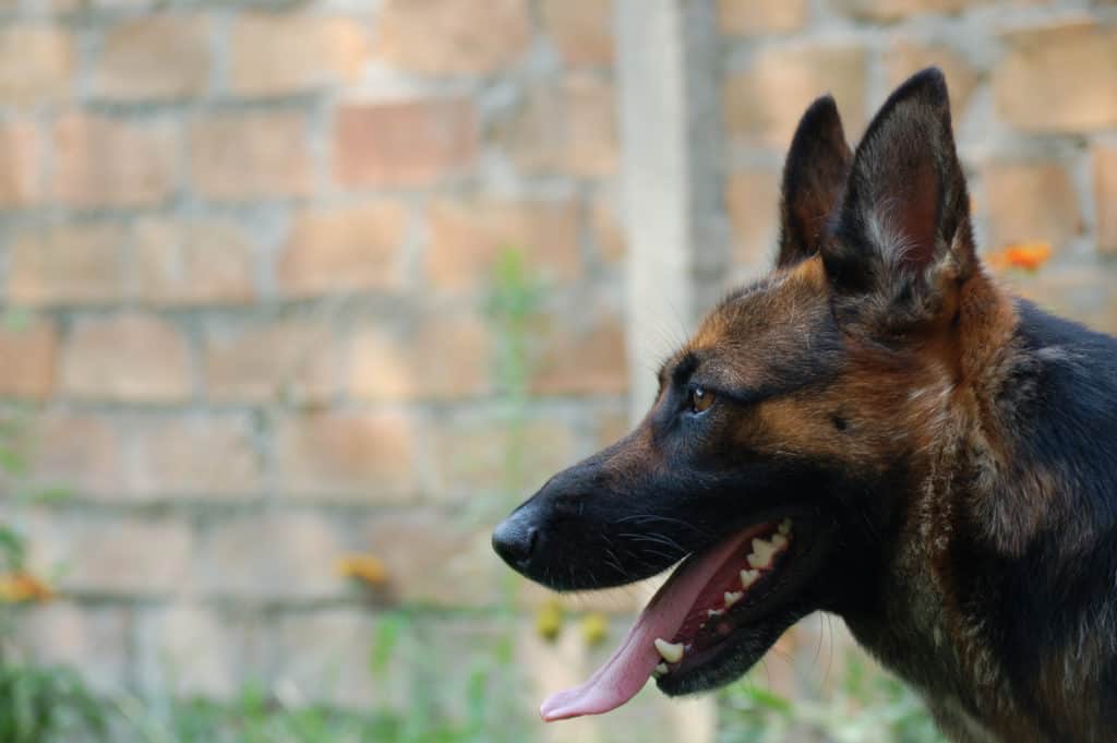 GSD spatulate tongue