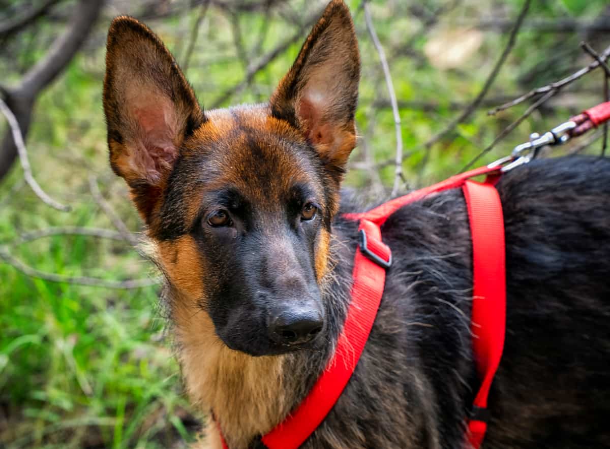 How Long Do German Shepherds Live? A Detailed Guide The German Shepherder