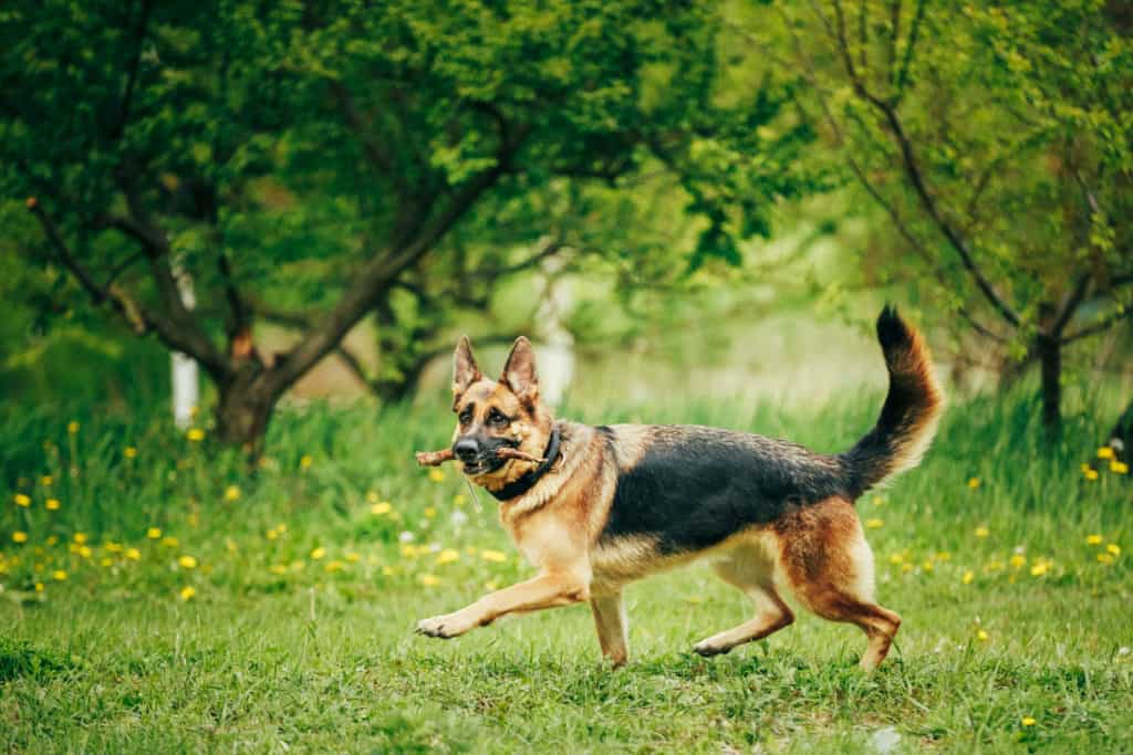 GSD with tail up running